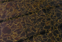 MAGNA CHAMPAGNE BROWN